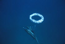 Atlantic Spotted Dolphin (Stenella frontalis) pair underwater making a toroidal bubble ring, Little Bahama Bank, Bahamas, Caribbean
