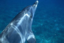 Atlantic Spotted Dolphin (Stenella frontalis) portrait underwater, Little Bahama Bank, Bahamas, Caribbean