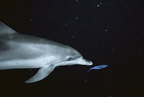 Atlantic Spotted Dolphin (Stenella frontalis) chasing fish, Little Bahama Bank, Bahamas, Caribbean