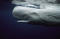 Sperm Whale (Physeter macrocephalus) portrait, white morph, Azores Islands, Portugal