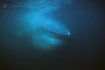 Blue Whale (Balaenoptera musculus) filter feeding, pleated throat expands during feeding, Sea of Cortez, Mexico