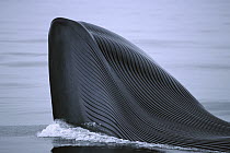 Blue Whale (Balaenoptera musculus) surfacing, showing underside of expandable, pleated throat pouch, Channel Islands, California
