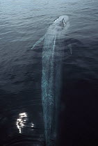 Blue Whale (Balaenoptera musculus) surfacing to breath, largest animal on earth, Sea Cortez, Baja California, Mexico