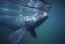 Southern Right Whale (Eubalaena australis) underwater portrait, Gulfo Nuevo, Peninsula Valdez, Argentina