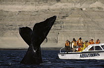 Southern Right Whale (Eubalaena australis) fluke observed by boat full of whale-watchers, Gulfo Nuevo, Peninsula Valdez, Argentina