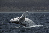 Southern Right Whale (Eubalaena australis) breaching, Gulfo Nuevo, Peninsula Valdez, Argentina