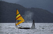 Orca (Orcinus orca) surfacing near windsurfer, British Columbia, Canada