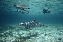 Bottlenose Dolphin (Tursiops truncatus) observed by three snorkelers, Belize