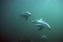 Pacific White-sided Dolphin (Lagenorhynchus obliquidens) pod underwater, Johnstone Strait, British Columbia, Canada