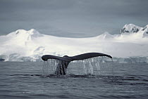 Humpback Whale (Megaptera novaeangliae) diving, Antarctica