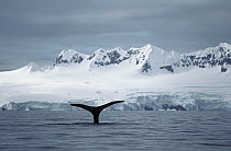 Humpback Whale (Megaptera novaeangliae) diving, Antarctica