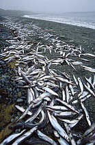 Capelin (Mallotus villosus) group dead on beach after spawning, Newfoundland, Canada
