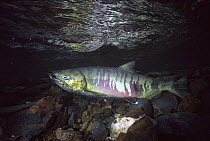 Chum Salmon (Oncorhynchus keta) male in breeding coloration, southeast Alaska