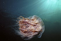 Lion's Mane (Cyanea capillata) jellyfish Johnstone Strait, British Columbia, Canada