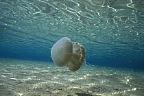 Jellyfish (Mastigias sp) swimming in Shark Bay, Western Australia