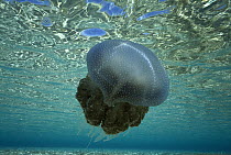 Jellyfish (Mastigias sp) swimming in Shark Bay, Western Australia
