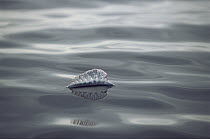 Portuguese Man of War (Physalia physalis) floating on ocean surface, Portugal