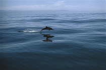 Short-beaked Common Dolphin (Delphinus delphis delphis) leaping from water, Sea of Cortez, Baja California, Mexico