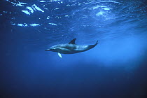 Short-beaked Common Dolphin (Delphinus delphis delphis) swimming underwater, Bay of Plenty, New Zealand