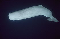 Sperm Whale (Physeter macrocephalus) white morph portrait, underwater, Azores Islands, Portugal