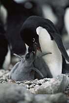 Adelie Penguin (Pygoscelis adeliae) parent feeding two chicks, Antarctic Peninsula, Antarctica