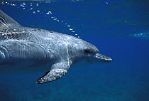 Atlantic Spotted Dolphin (Stenella frontalis) trailing bubbles, Little Bahama Bank, Bahamas, Caribbean