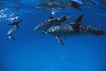 Atlantic Spotted Dolphin (Stenella frontalis) mother carrying calf, Little Bahama Bank, Bahamas, Caribbean