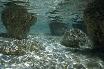 Stromatolites, the oldest life form that still exists today, Hamelin Pool, Shark Bay, Western Australia