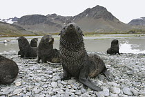 Antarctic Fur Seal (Arctocephalus gazella) group of pups on rocky beach, South Georgia Island