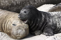 Southern Elephant Seal (Mirounga leonina) mother and pup, Falkland Islands