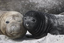 Southern Elephant Seal (Mirounga leonina) mother and pup, Falkland Islands