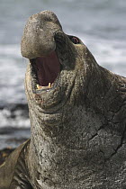 Southern Elephant Seal (Mirounga leonina) male roaring, Falkland Islands
