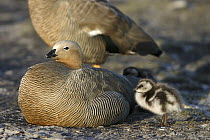 Ruddy-headed Goose (Chloephaga rubidiceps) parent with chick, Falkland Islands