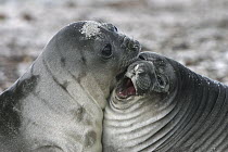 Southern Elephant Seal (Mirounga leonina) juveniles play fighting, Falkland Islands