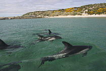 Peale's Dolphin (Lagenorhynchus australis) pod, Falkland Islands