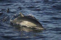 Short-beaked Common Dolphin (Delphinus delphis delphis) surfacing, Sea of Cortez, Baja California, Mexico