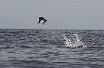 Mobula Ray (Mobula diabolus) leaping out of the water, Sea of Cortez, Mexico