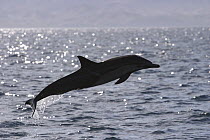 Short-beaked Common Dolphin (Delphinus delphis delphis) leaping out of water, Sea of Cortez, Baja California, Mexico