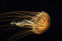Northern Sea Nettle (Chrysaora melanaster), northern Pacific Ocean