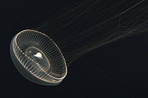 Crystal Jellyfish (Aequorea aequorea) drifting, underwater, North Pacific Ocean