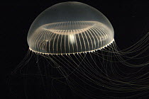 Crystal Jellyfish (Aequorea aequorea), North Pacific Ocean