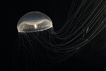 Crystal Jellyfish (Aequorea aequorea), North Pacific Ocean