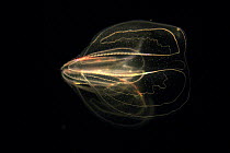 Comb Jelly (Mnemiopsis sp) exhibiting bioluminescence