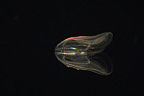 Comb Jelly (Mnemiopsis sp) exhibiting bioluminescence