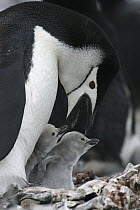 Chinstrap Penguin (Pygoscelis antarctica) parent calling to twin chicks, Deception Island, Antarctica