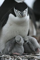 Chinstrap Penguin (Pygoscelis antarctica) parent with twin chicks, Deception Island, Antarctica