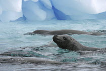 Crabeater Seal (Lobodon carcinophagus) group swimming near iceberg, Paradise Bay, Antarctic Peninsula, Antarctica