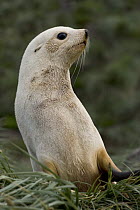 Antarctic Fur Seal (Arctocephalus gazella) blond morph, South Georgia Island