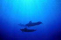 Short-finned Pilot Whale (Globicephala macrorhynchus) pod underwater, Hawaii