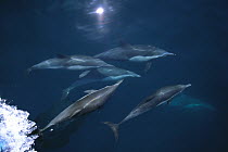 Short-beaked Common Dolphin (Delphinus delphis delphis) pod bow riding, Sea of Cortez, Mexico